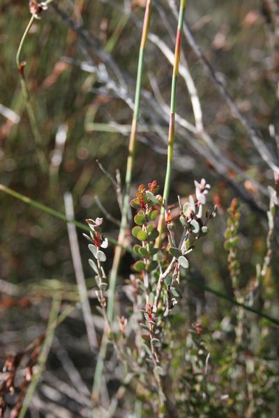 Penaea fruticulosa, photographed by Jacques van der Merwe