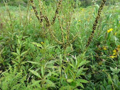 Veronicastrum virginicum, photographed by Thomas Koffel