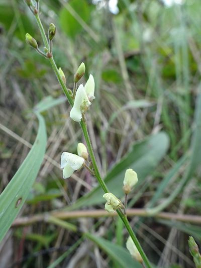 Desmodium sessilifolium, photographed by Thomas Koffel