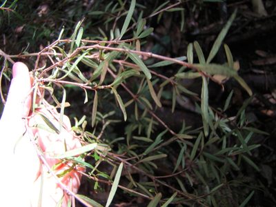 Coprosma linariifolia, photographed by Lisa Bennett