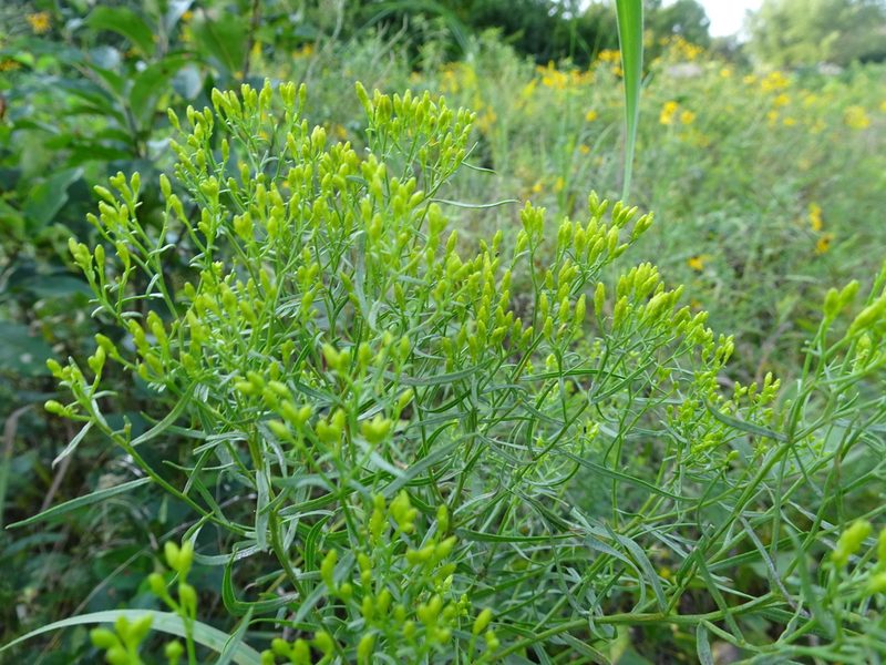 Euthamia gymnospermoides, photographed by Thomas Koffel