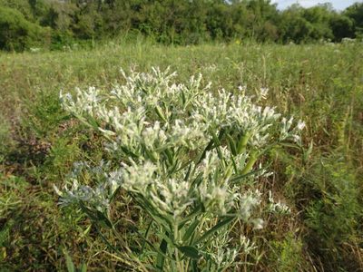 Eupatorium altissimum, photographed by Thomas Koffel