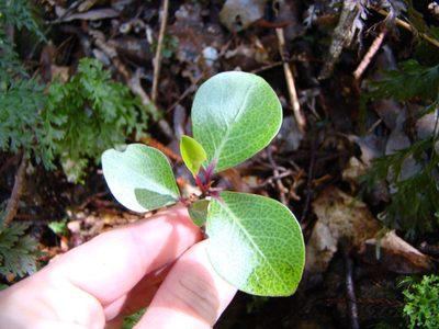 Pseudowintera axillaris, photographed by Lisa Bennett