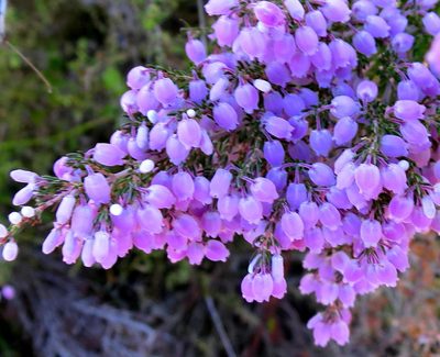 Erica velutina, photographed by Di Turner