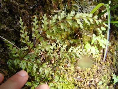 Lindsaea trichomanoides, photographed by Lisa Bennett