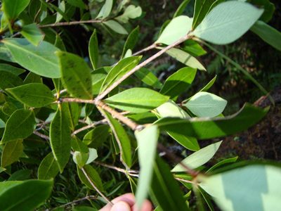Pittosporum cornifolium, photographed by Lisa Bennett