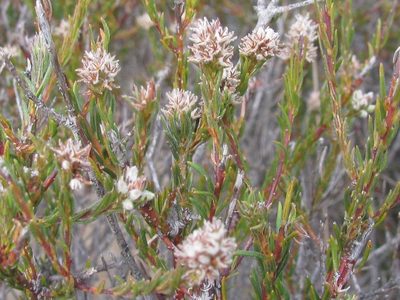 Phylica agathosmoides, photographed by douglaseustonbrown