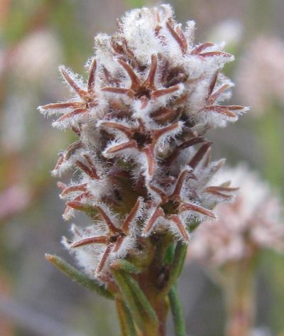 Phylica agathosmoides, photographed by douglaseustonbrown