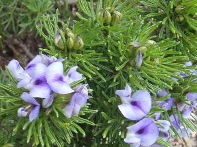 Psoralea vanberkeliae, photographed by Nicola van Berkel