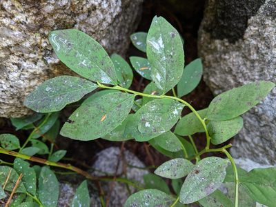 Vaccinium ovalifolium, photographed by Ben Keen