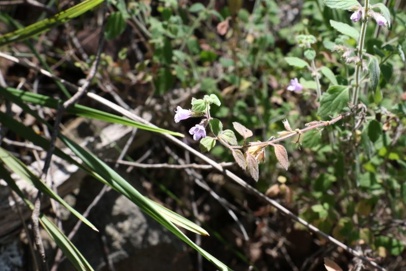 Mentha grandiflora, photographed by Greg Tasney