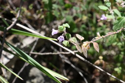 Mentha grandiflora, photographed by Greg Tasney