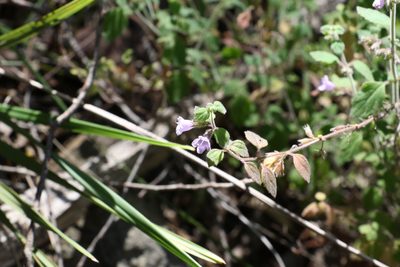Mentha grandiflora, photographed by Greg Tasney