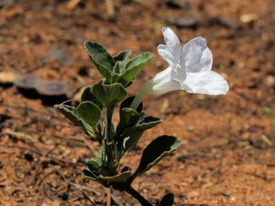Ruellia patula, photographed by Wynand Uys