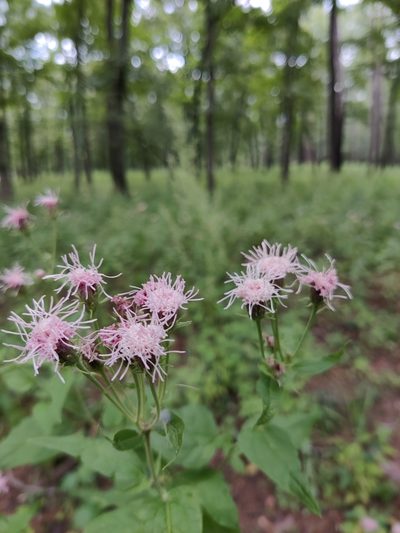Brickellia cordifolia, photographed by Scott Allen Davis