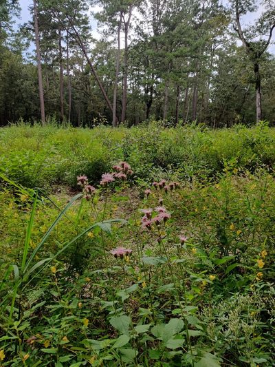 Brickellia cordifolia, photographed by Scott Allen Davis