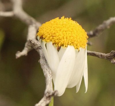 Phymaspermum leptophyllum, photographed by Nicola van Berkel