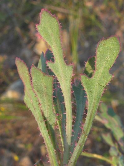 Othonna ciliata, photographed by douglaseustonbrown