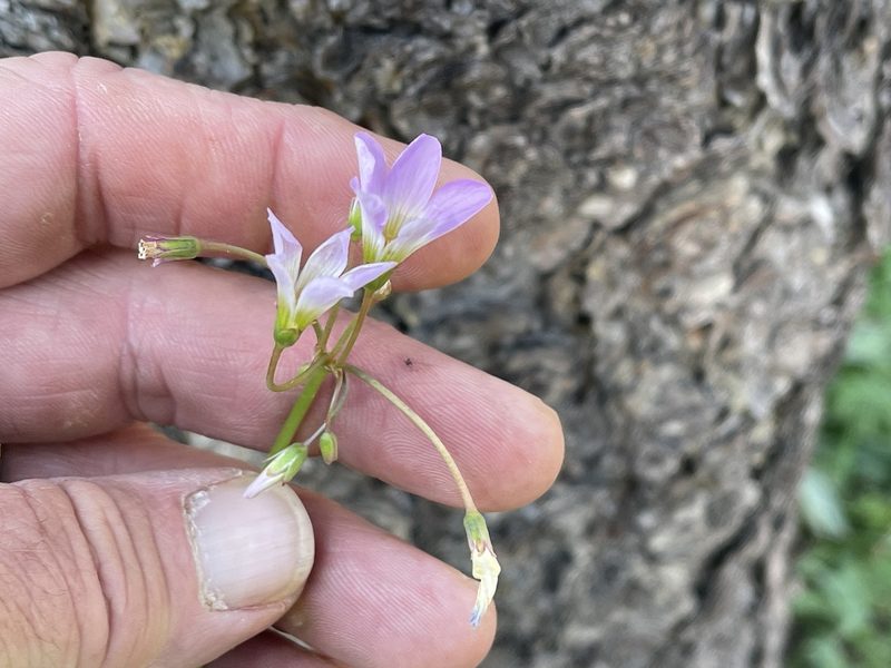 Oxalis caerulea, photographed by CK2AZ