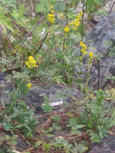 Solidago racemosa, photographed by Chris Hoess