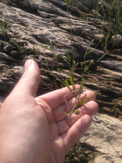 Boltonia asteroides, photographed by Chris Hoess