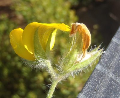 Argyrolobium pauciflorum, photographed by Nicola van Berkel