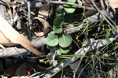 Goodenia hederacea, photographed by Greg Tasney
