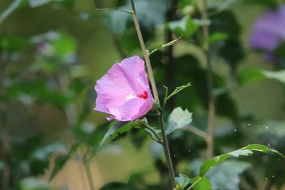 Hibiscus syriacus, photographed by Steven Bodzin