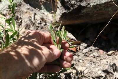 Hovea lorata, photographed by Greg Tasney