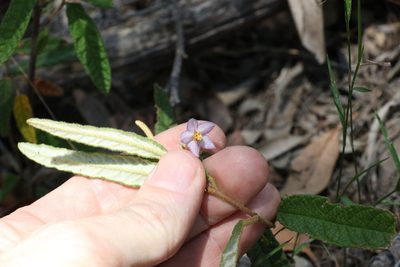 Seringia corollata, photographed by Greg Tasney