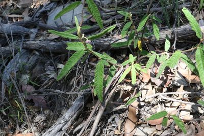 Seringia corollata, photographed by Greg Tasney