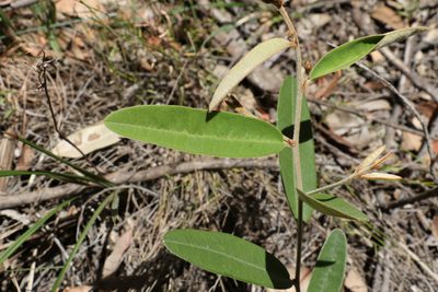 Hovea planifolia, photographed by Greg Tasney