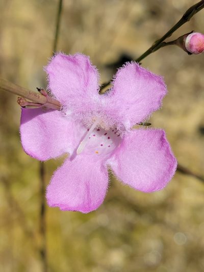 Agalinis linifolia, photographed by Jay Horn