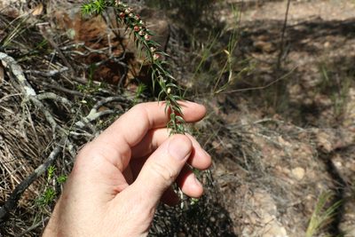 Melichrus urceolatus, photographed by Greg Tasney