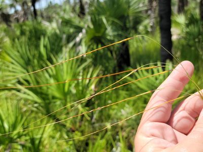 Chrysopogon pauciflorus, photographed by Jay Horn