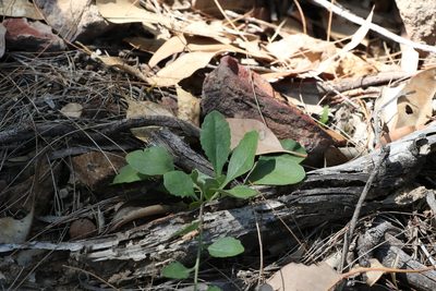 Goodenia hederacea, photographed by Greg Tasney