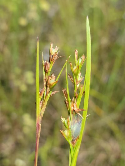 Scleria muehlenbergii, photographed by Jay Horn