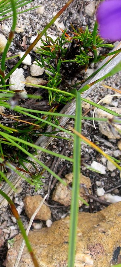 Moraea cuspidata, photographed by Di Turner