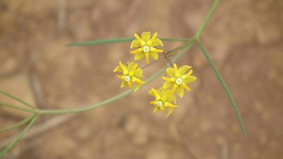 Asclepias aurea, photographed by Shaun Swanepoel