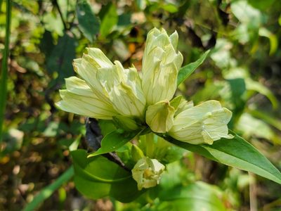 Gentiana alba, photographed by Elias