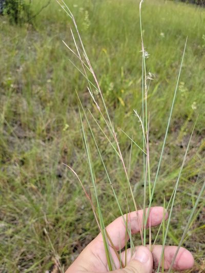 Schizachyrium rhizomatum, photographed by Jay Horn