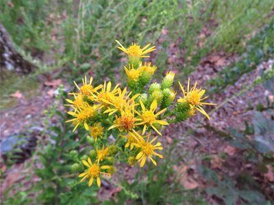 Solidago petiolaris, photographed by Annika Lindqvist