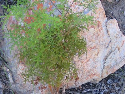 Pelargonium denticulatum, photographed by Di Turner