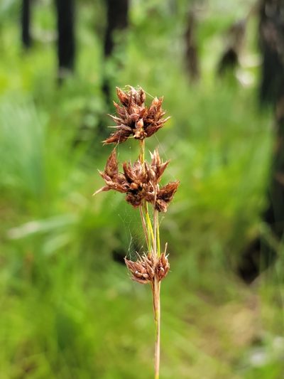 Rhynchospora odorata, photographed by Jay Horn
