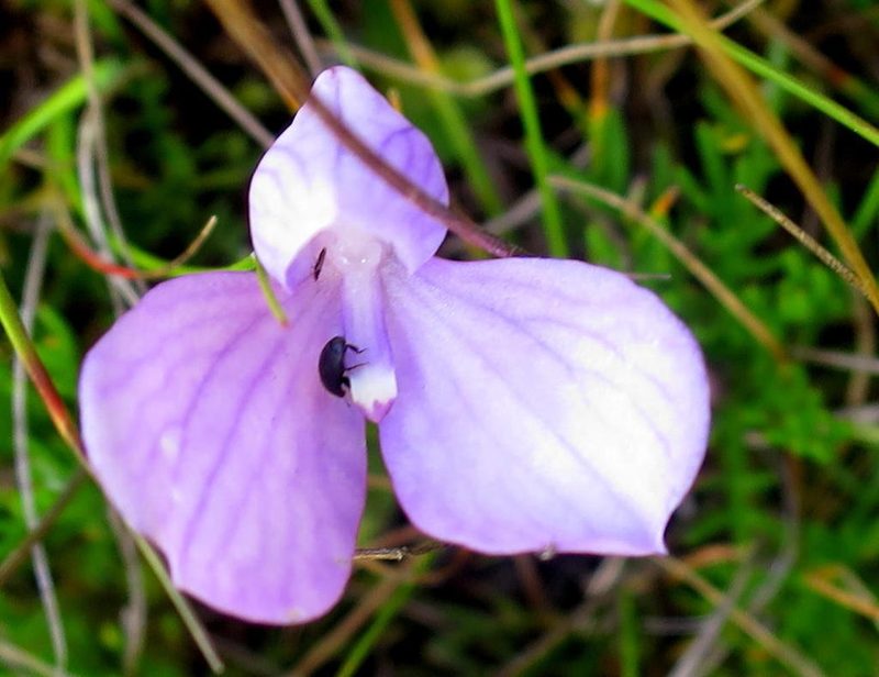 Disa schizodioides, photographed by Di Turner