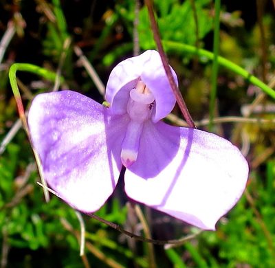 Disa schizodioides, photographed by Di Turner