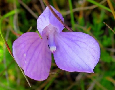 Disa schizodioides, photographed by Di Turner