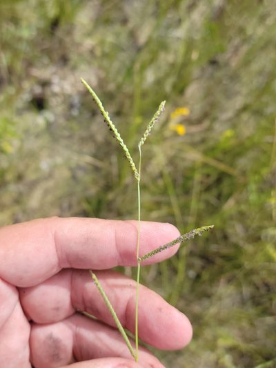 Paspalum blodgettii, photographed by Jay Horn