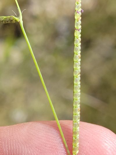 Paspalum blodgettii, photographed by Jay Horn