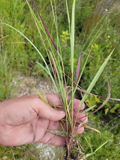 Paspalum blodgettii, photographed by Jay Horn